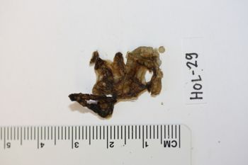Media type: image;   Invertebrate Zoology HOL-29 Description: Preserved specimen.;